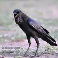 Corvus_capensis_fb1412.jpg