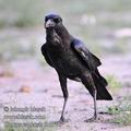 Corvus_capensis_fb1416