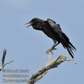 Corvus_capensis_fb1556