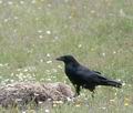 Corvus_corax_11852