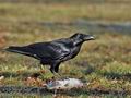 Corvus_corax_bi9406