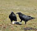 Corvus_corax_bi9471