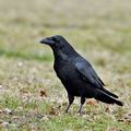 Corvus_corax_bi9513