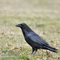 Corvus_corax_bi9520