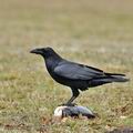 Corvus_corax_bi9560