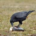 Corvus_corax_bi9615