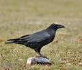 Corvus_corax_bi9640