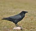 Corvus_corax_bi9774