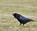 Corvus_corax_bi9933