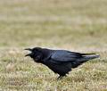 Corvus_corax_bj0035