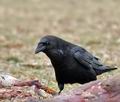 Corvus_corax_bj0108