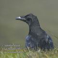 Corvus_corax_ea8931