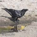 Corvus_corax_f6793