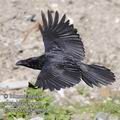 Corvus_corax_f6801