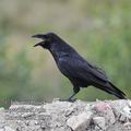 Corvus_corax_f6872