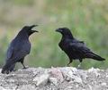 Corvus_corax_f6875