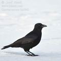 Corvus_corone_ba3941