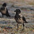 Corvus_corone_bi9305