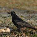 Corvus_corone_bi9332