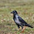 Corvus_corone_bi9420