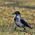 Corvus_corone_bi9426