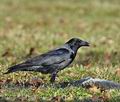 Corvus_corone_bi9434