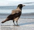 Corvus_corone_d8827