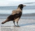 Corvus_corone_d8827