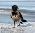 Corvus_corone_d8833