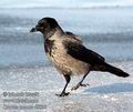 Corvus_corone_d8838