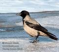 Corvus_corone_d8863