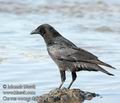 Corvus_corone_da0410