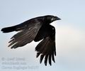 Corvus_frugilegus_bc5177