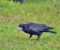 Corvus_frugilegus_bf2505