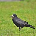 Corvus_frugilegus_bf2549