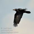 Corvus_frugilegus_bf9496