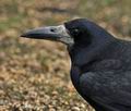 Corvus_frugilegus_br1804