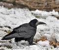 Corvus_frugilegus_br2152