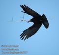 Corvus_frugilegus_da0717