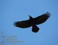 Corvus_frugilegus_dc7010