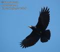 Corvus_frugilegus_dc7026