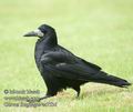 Corvus_frugilegus_ea7536