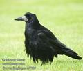 Corvus_frugilegus_ea7539