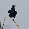 Corvus_frugilegus_fg1018