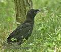 Corvus_frugilegus_mc4781