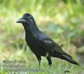 Corvus_macrorhynchos_fe0395