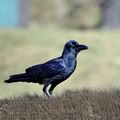 Corvus_macrorhynchos_fe0600