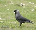 Corvus_monedula_aa4991