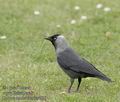 Corvus_monedula_aa4996