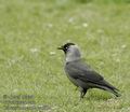 Corvus_monedula_aa5004